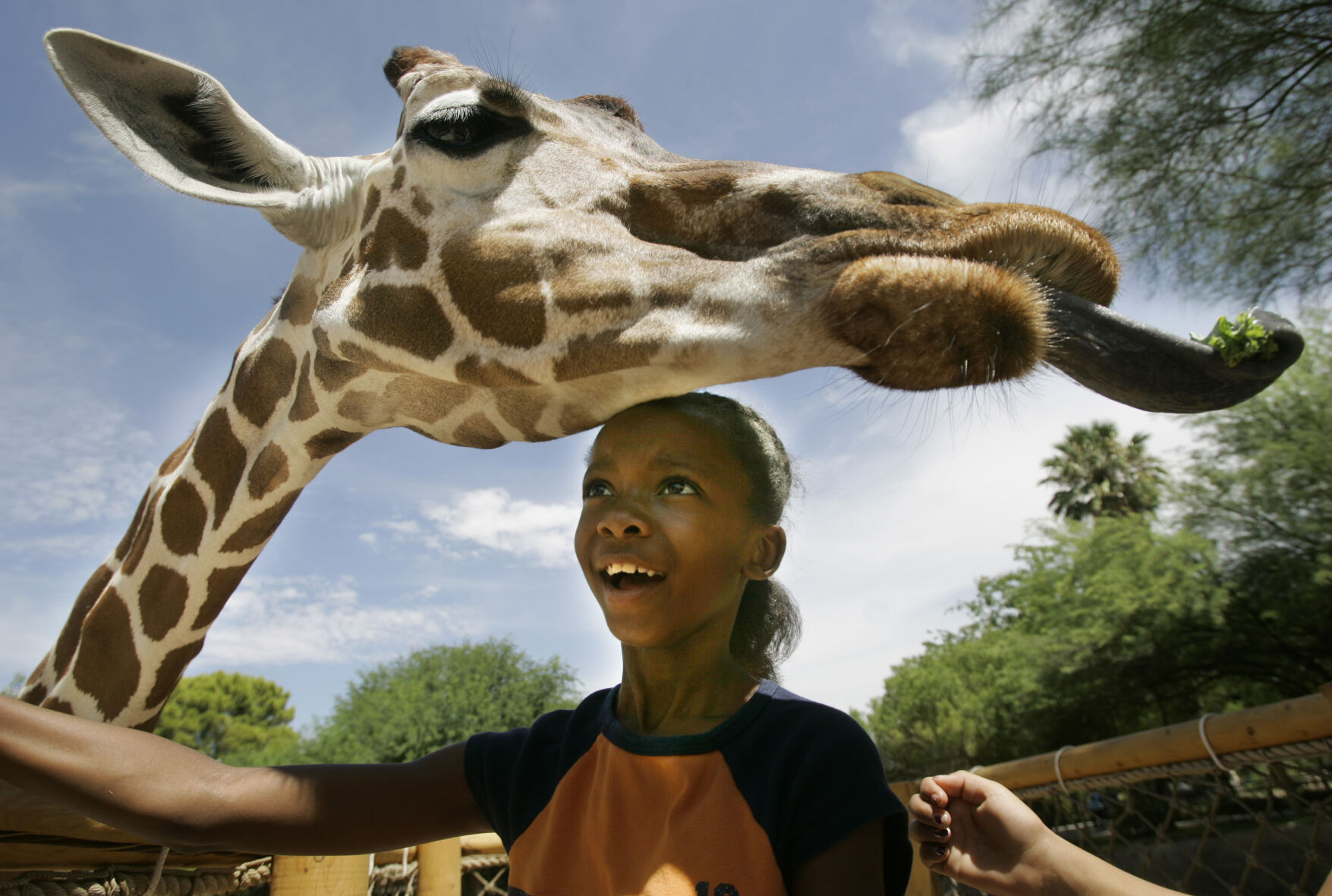 Danver, giraffe, Reid Park Zoo